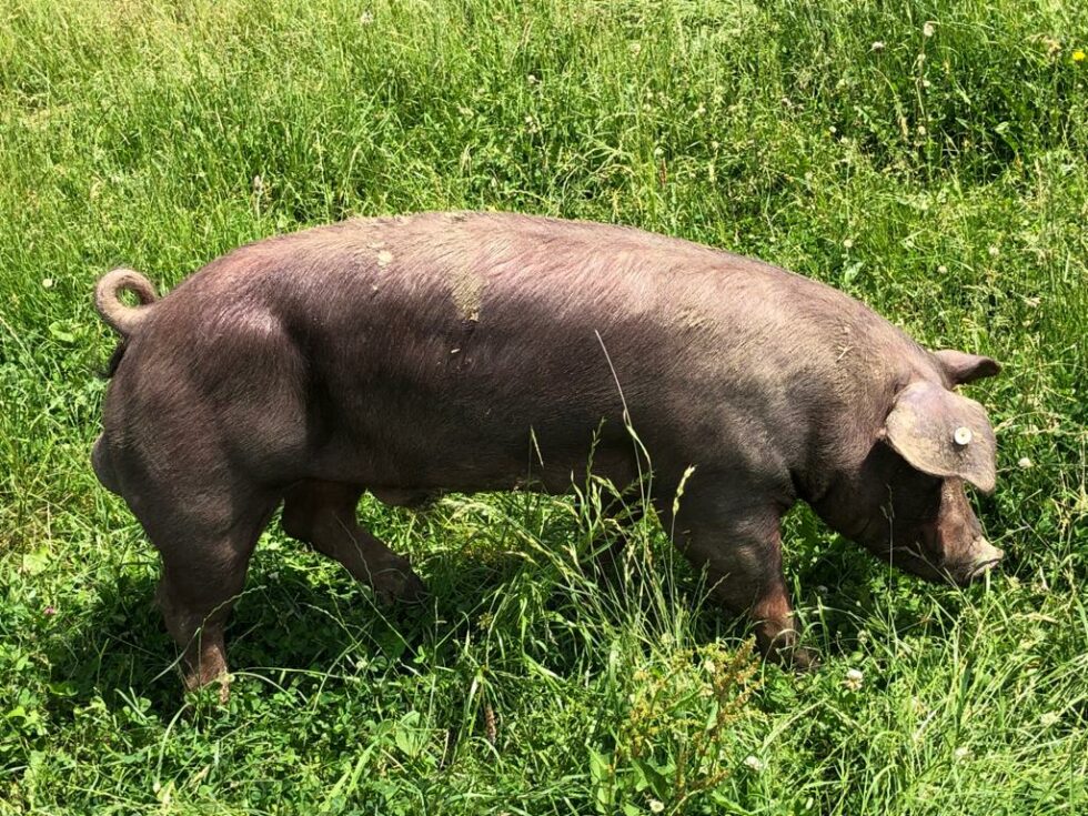 Duroc Schweine