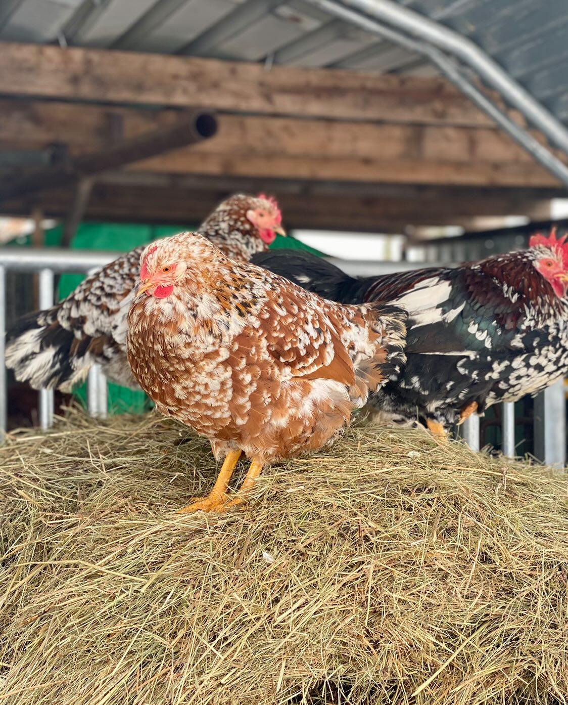 IMG_20231204_085909_991